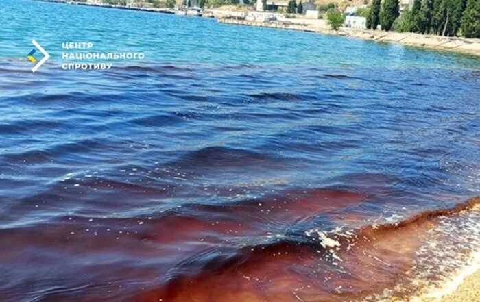 У Севастопольській бухті масово гинуть морські тварини через злив нечистот